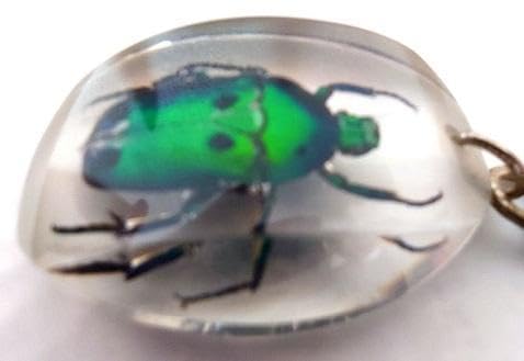 昆虫標本キーホルダー 緑色 Amazon.co.jp: カナブン 昆虫 標本 キーホルダー 美しい 本物